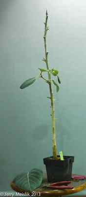 Defoliated 